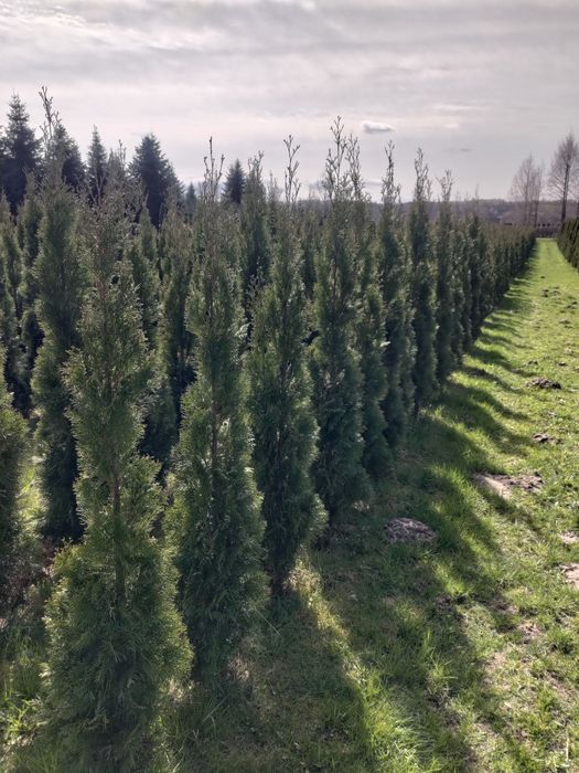 Tuja thuja szmaragd 200cm