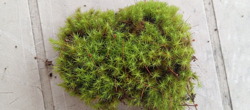 Musgo Natural para Presépio [Disponível]