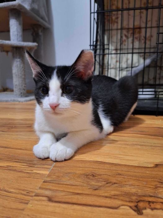 Trzy kociaki oczekują na nowe domki