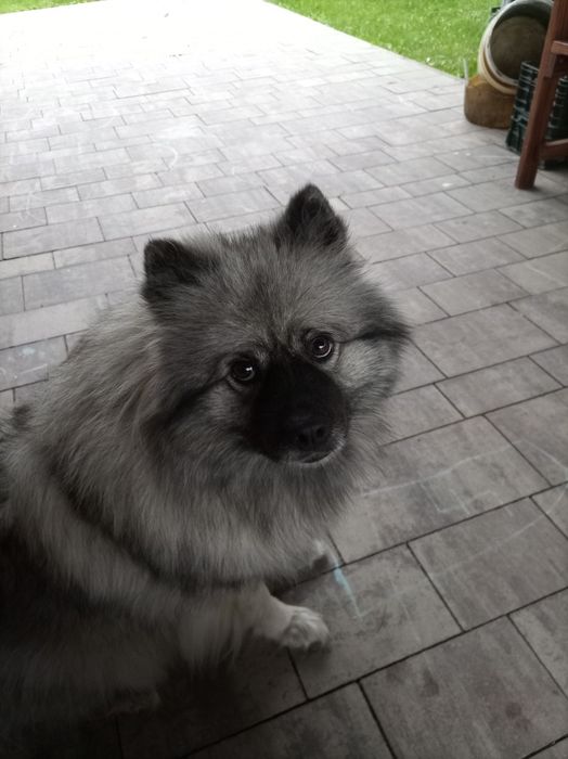 Szpic wilczy 3 lata samiczka