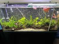 Aquario 120 cm plantado completo funcional