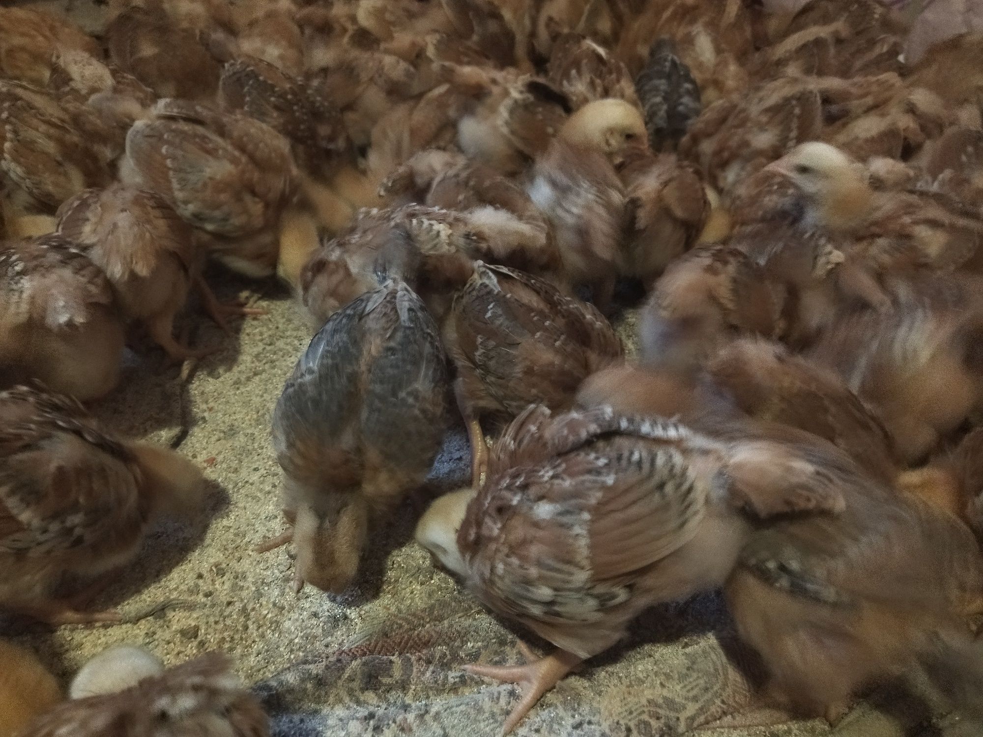 Продам місячне курчата редбро