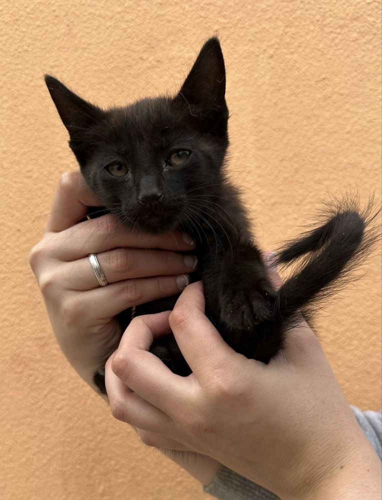 Gatos para adoção