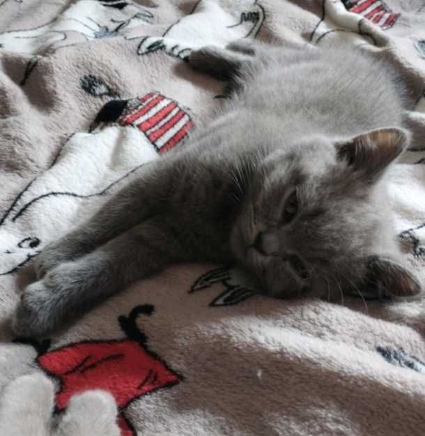 Kocurek Brytyjski niebieski Cat Club Sopot FPL