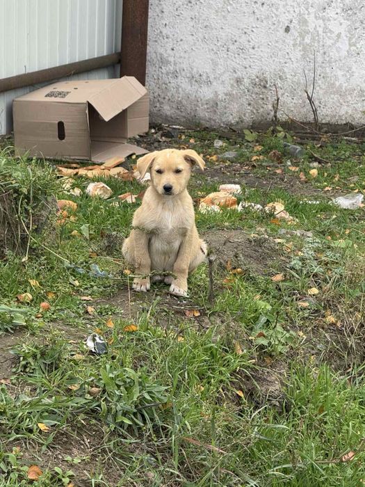 Віддам безкоштовно