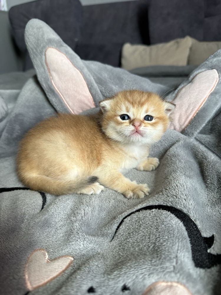 Золота Шиншила кошенята купить котенка