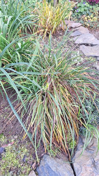 Liliowiec Stella de oro, duży