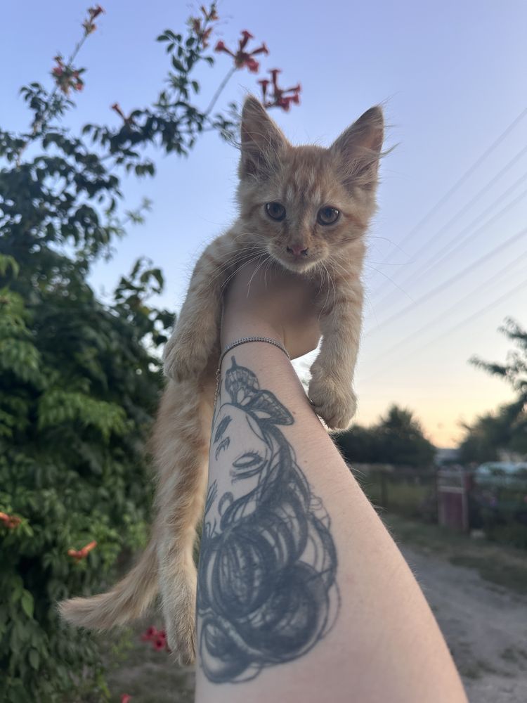 кошенята у добрі руки
