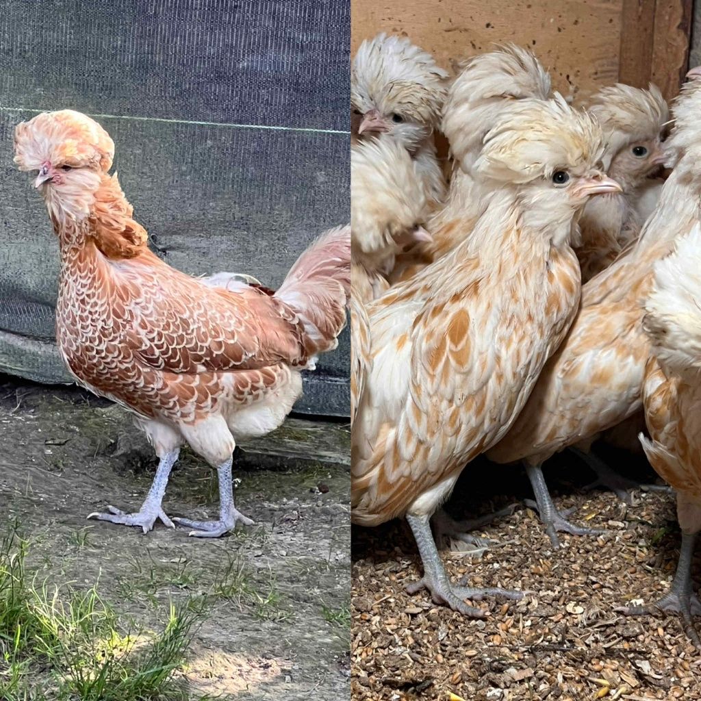 Kury ozdobne Brahma, Czubatka, Austrolorp, Wyandotte