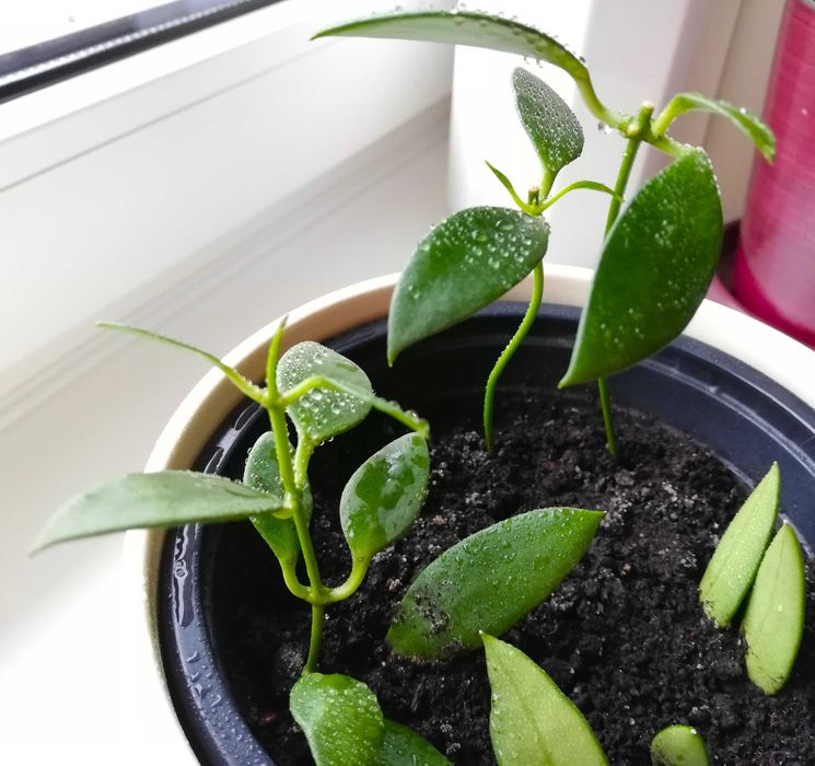 Hoya hoja hoia leytensis unikatowa roślina rzadka kolekcjonerska