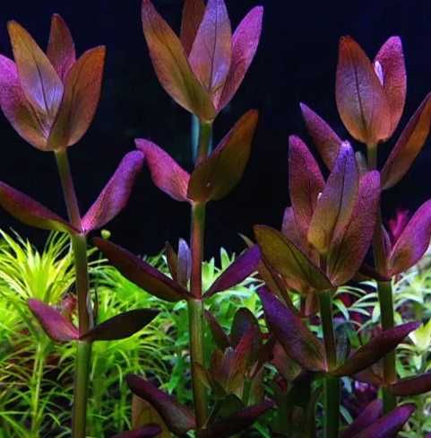 roślina do akwarium  Bacopa salzmanii ‘Purple’