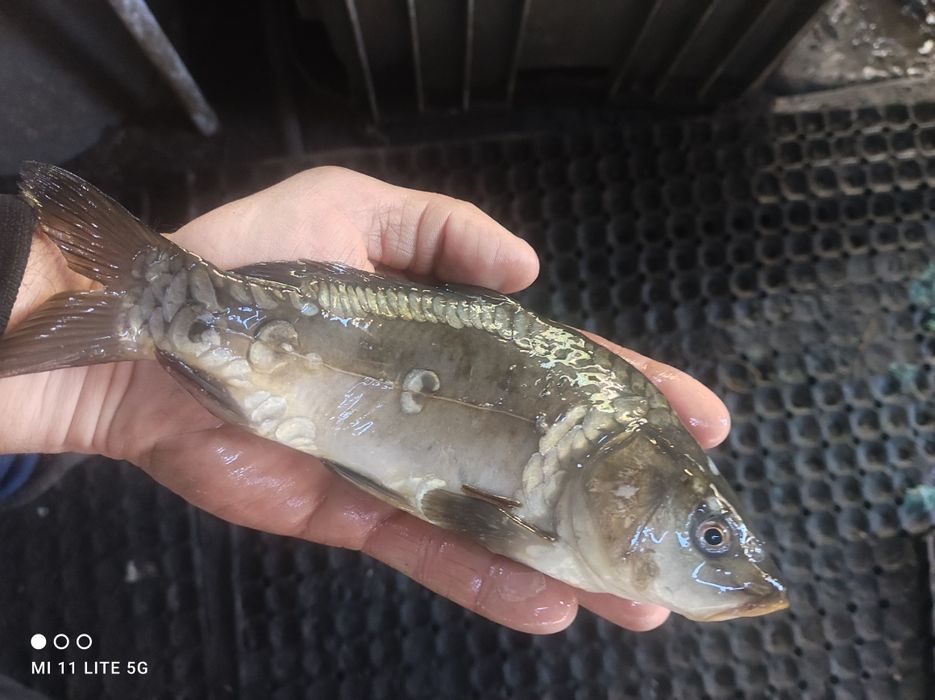 Karp kroczek w sprzedaży