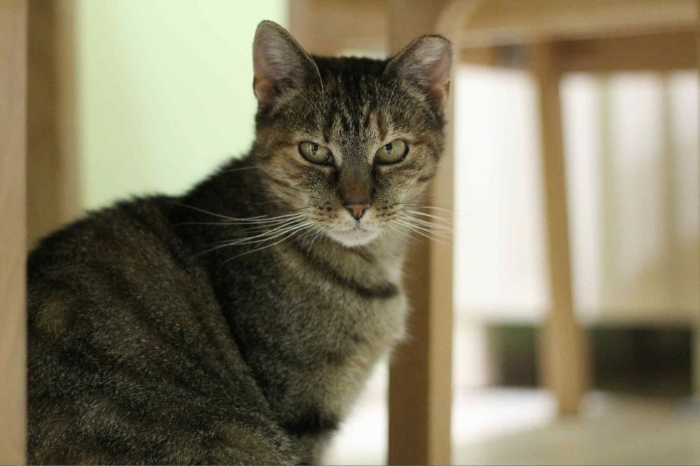 Cudna Buba szuka domku