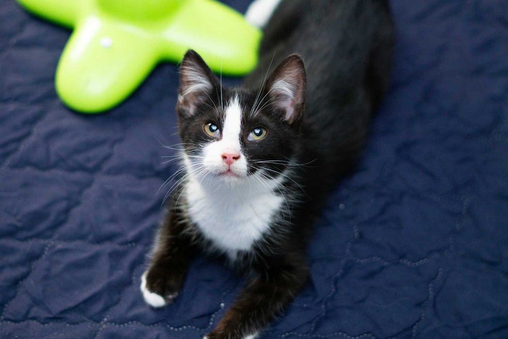 Popcorn - kot do adopcji