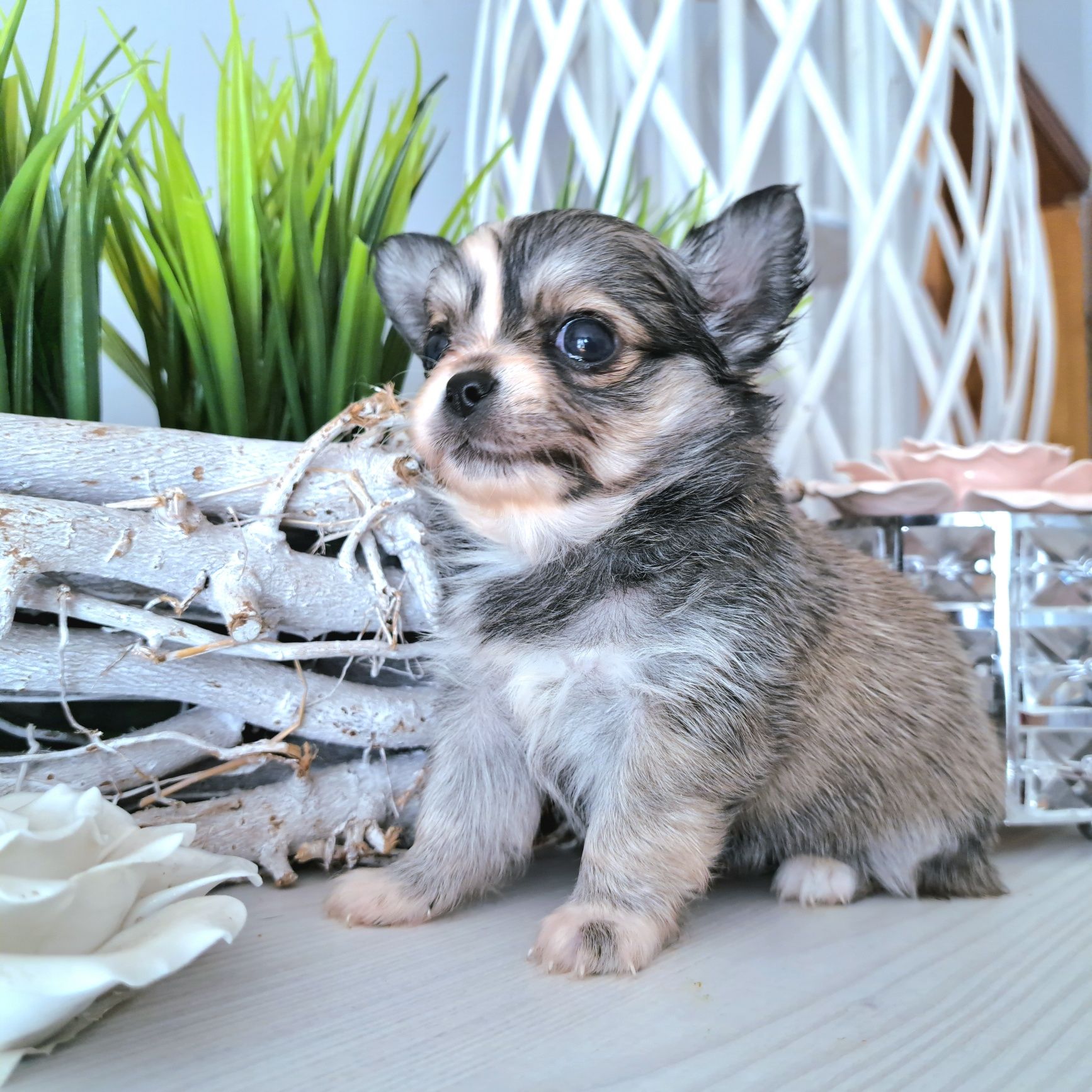 Caladia piękna dziewczynka Chihuahua długowłosa xxs