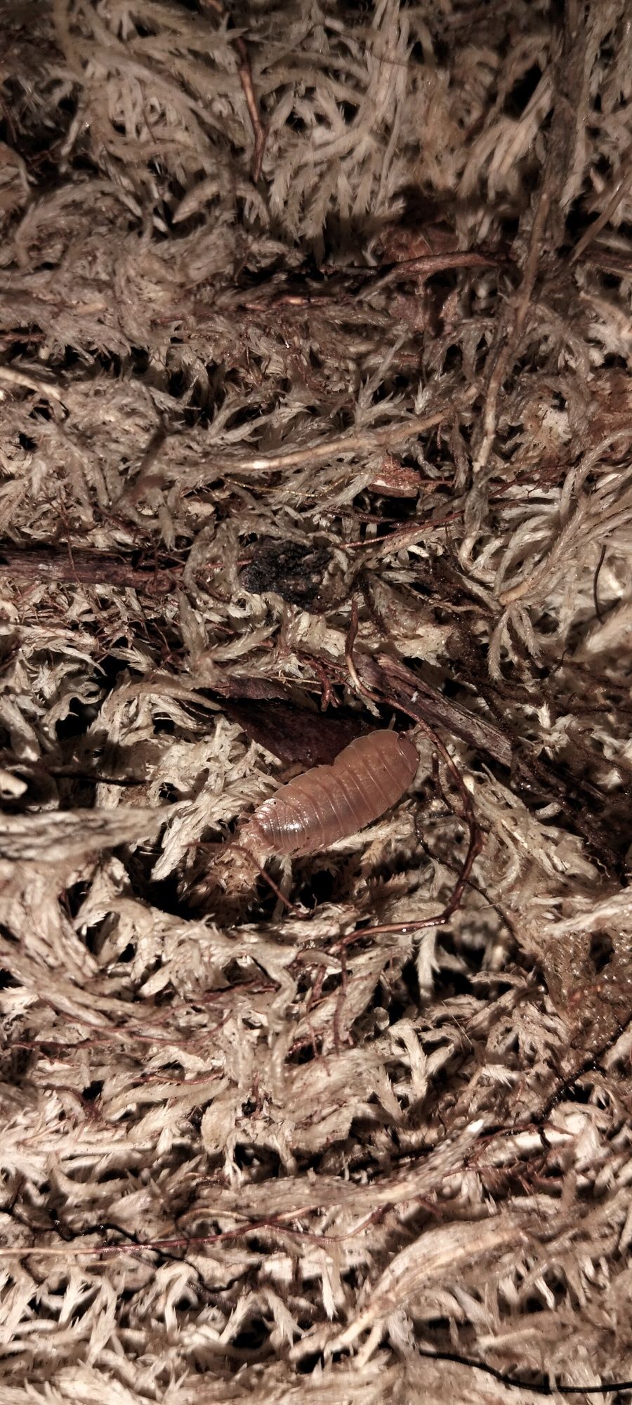 Isopods Porcelio Laevies Orange + 100 exemplares para dar