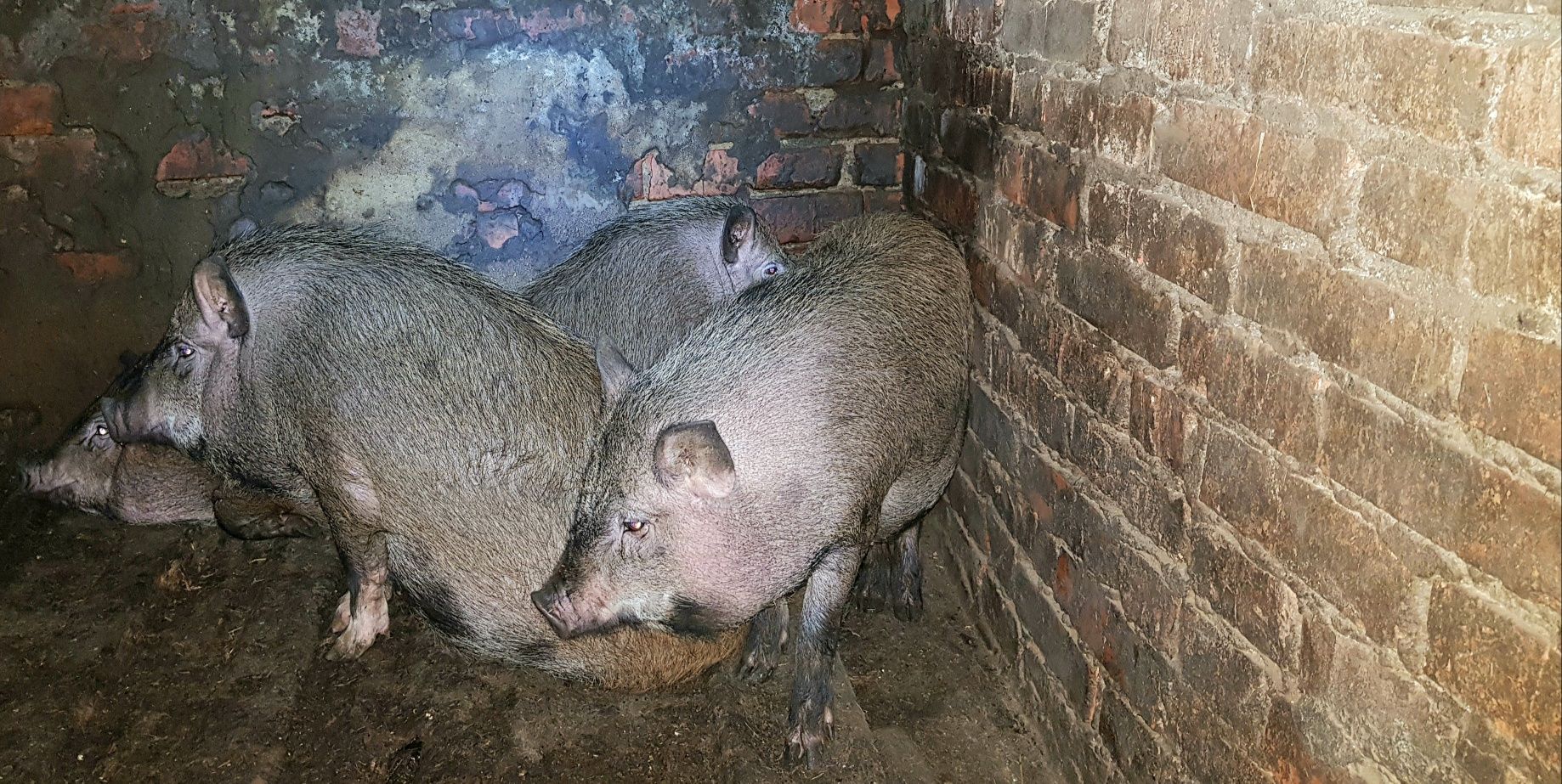 Продам в'єтнамських свиней