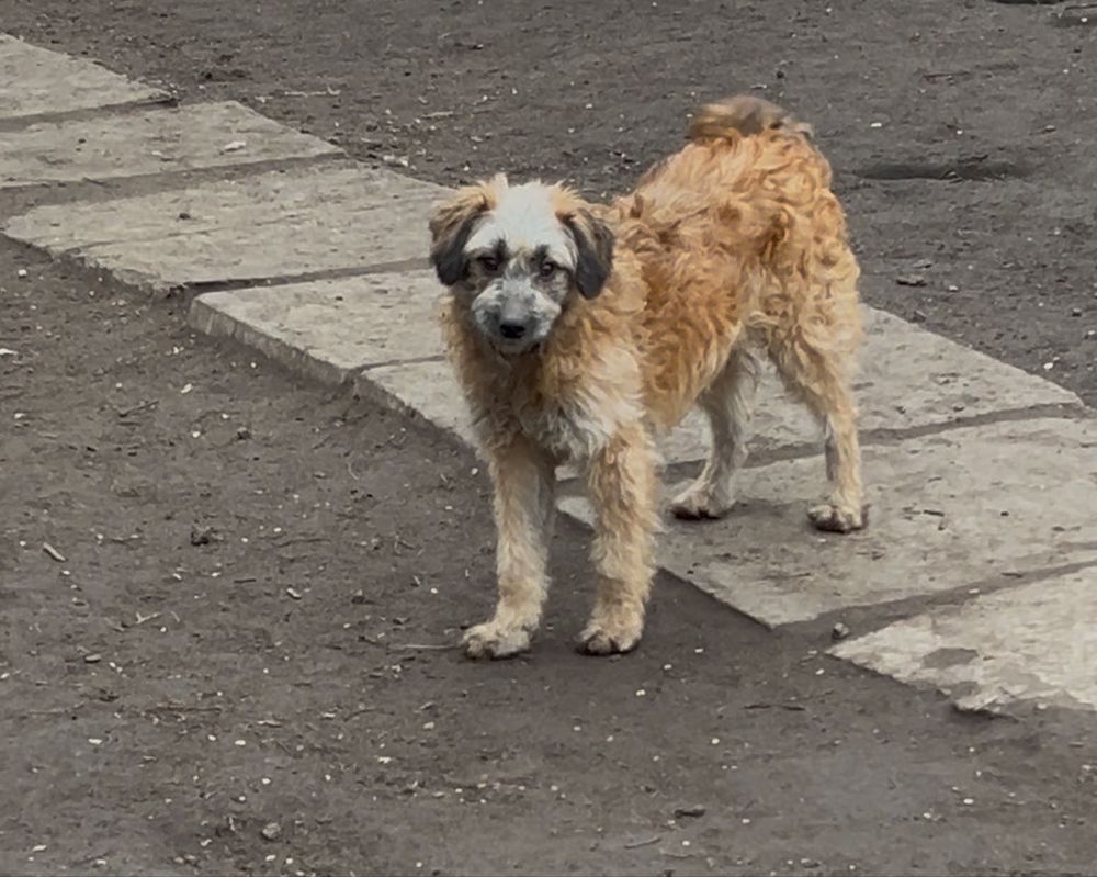Красавчик щенок Рыжик