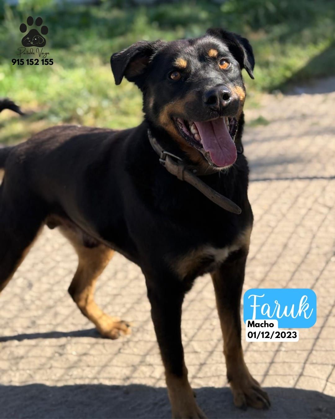 Rottweiler para adoção responsável