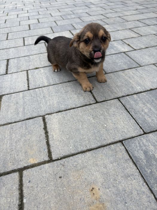 Oddam szczeniaczki do dobrego domku