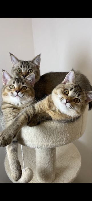 Шотландские девочки,чернозолотая шиншилла,котята,котенок с прививками