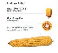Nasiona kukurydzy P8752 Brevant Pioneer FAO 250 Odporna Plon js 50 tys
