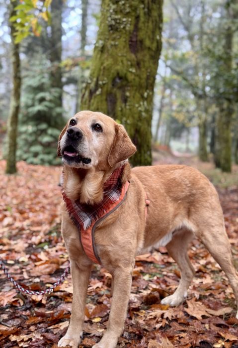 Scott - xLabrador, 7 anos