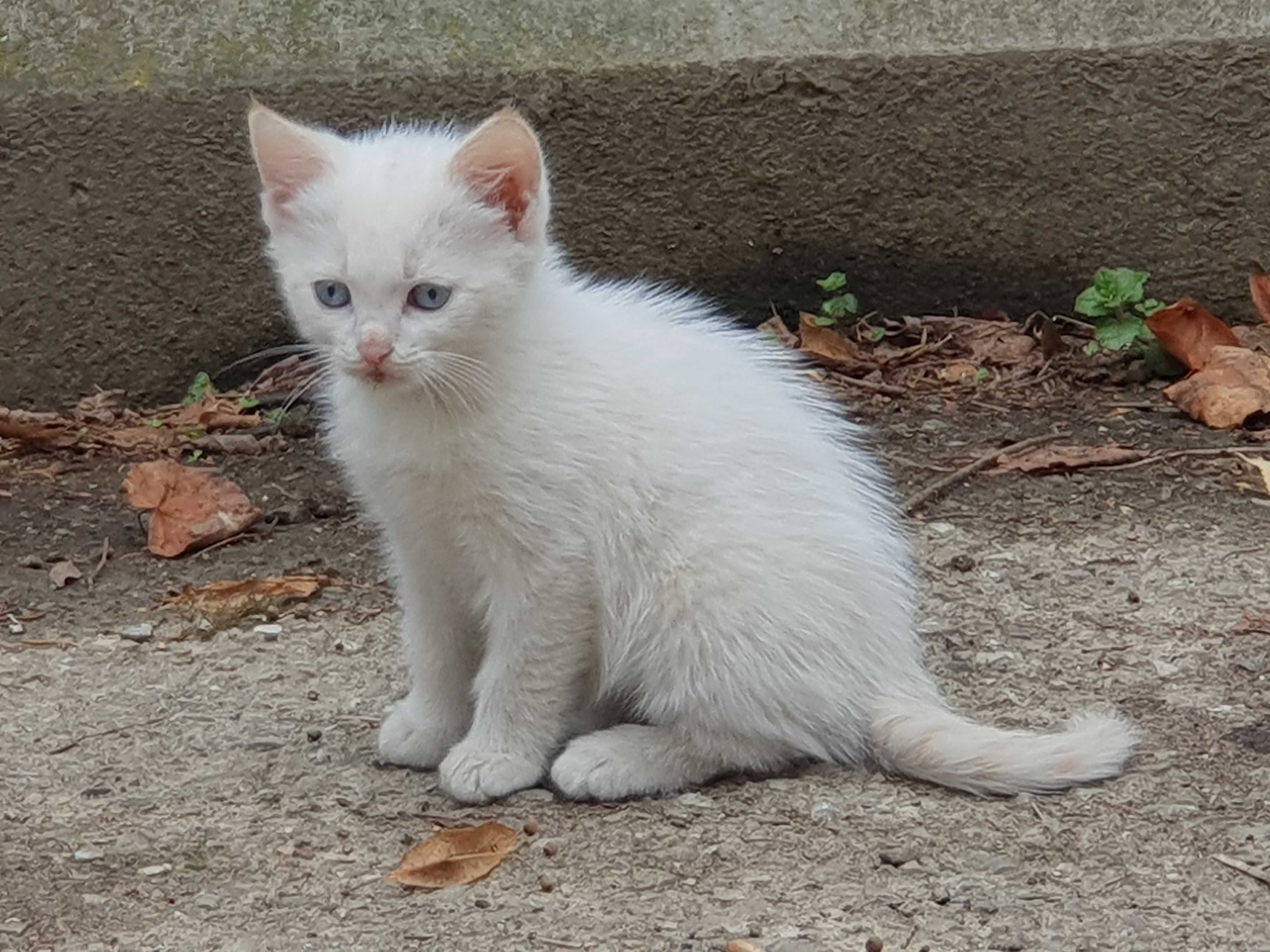 Кошеня-дівчинка, 3 міс. шукає дім