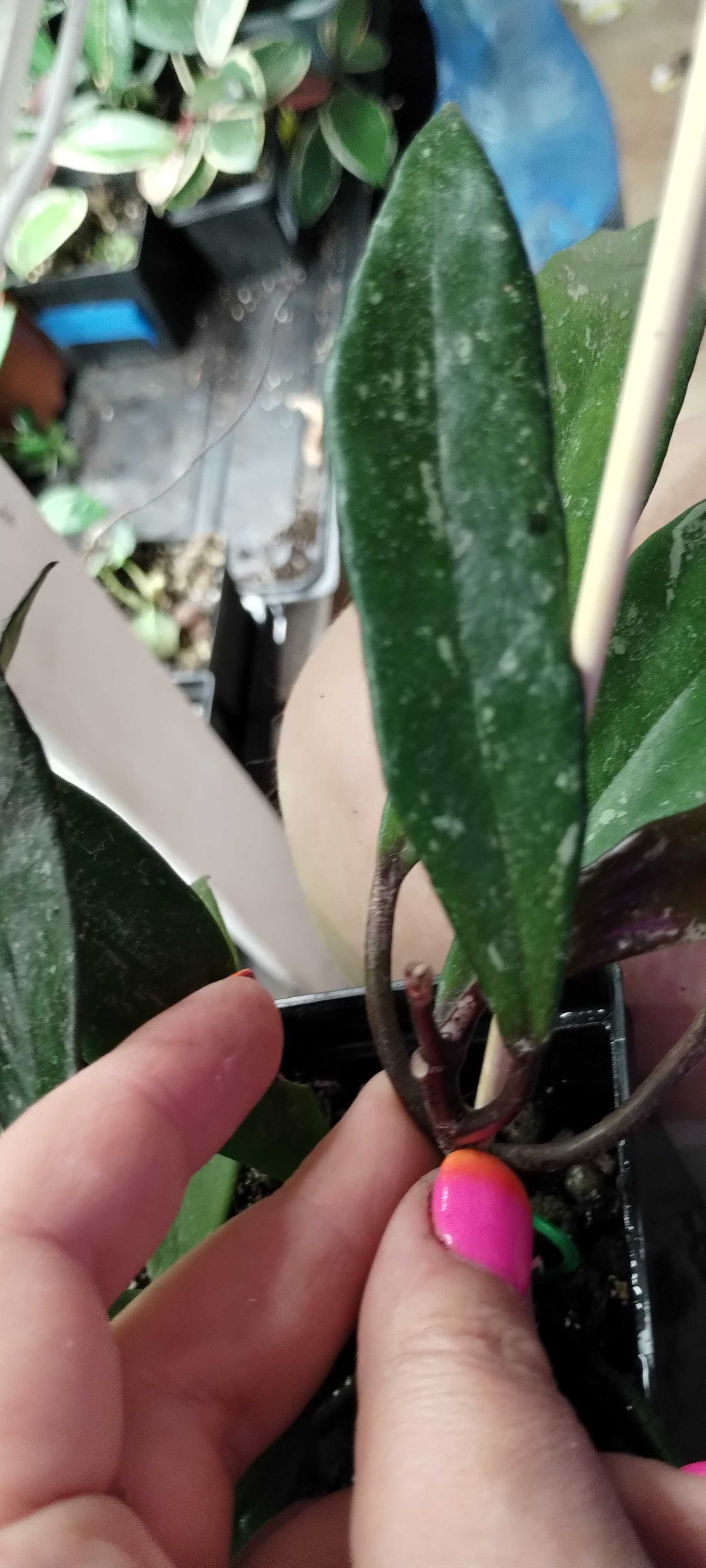 hoya-cięty pęd kilka liści