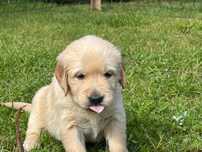 Szczeniak Golden Retriever