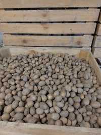 Sadzeniaki ziemniaka catania