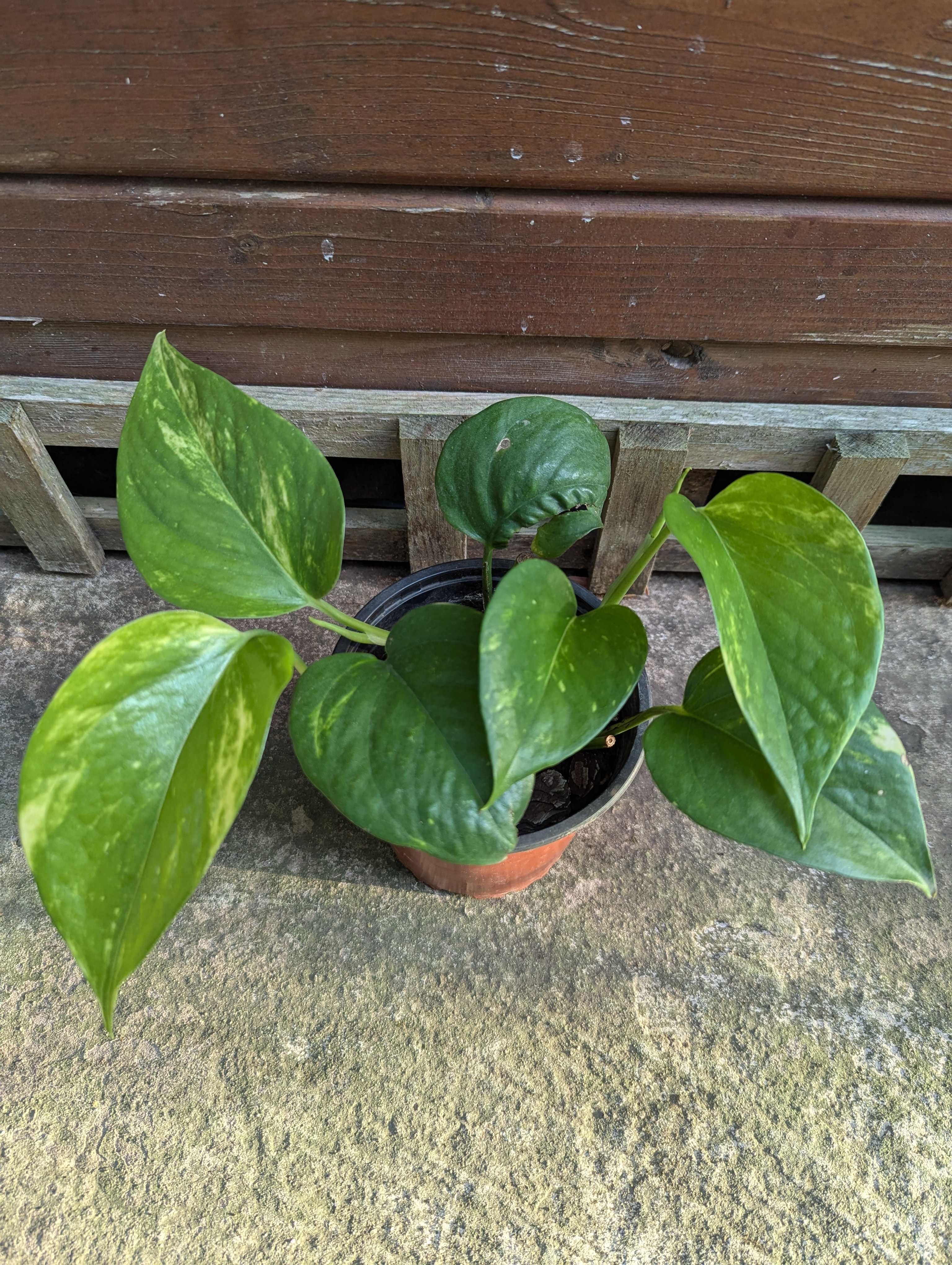 Plantas para venda! :)