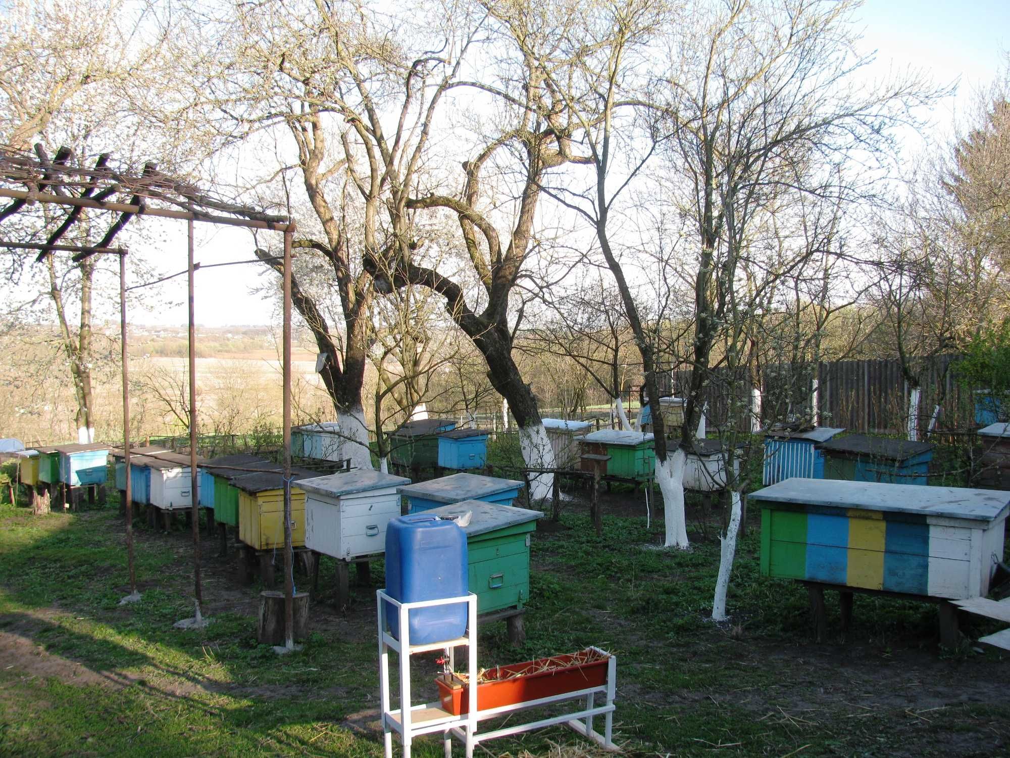 Бджолопакети карпатка, Вучківський тип, миролюбна. Лежак і українська.