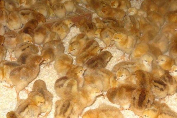 Курчатка мясо-яйце в наявності