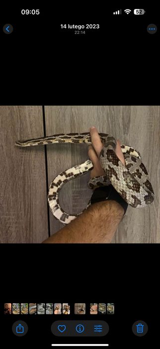 Wąż zbożowy classic