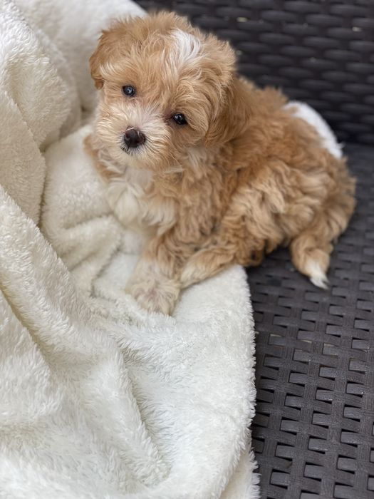 Шикарні міні мальтипу