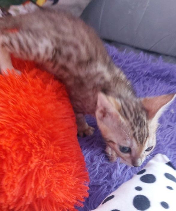 Бенеальский котёнок девочка продам