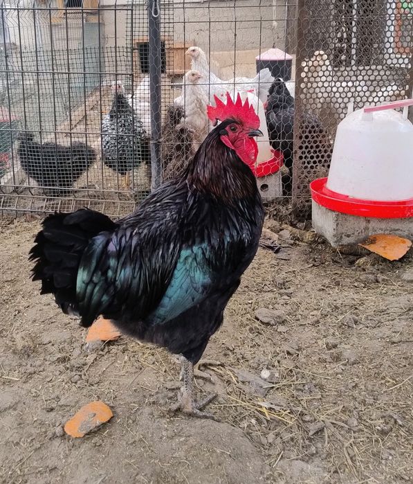 Młody kogut na sprzedaż
