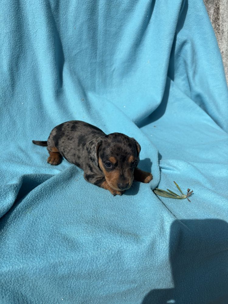 Teckel macho azul arlequim miniatura