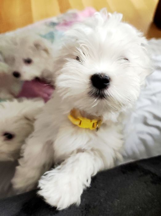 Maltańczyk szczenię suczka ZHPR