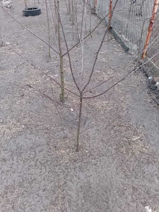 Drzewka owocowe wiśnia