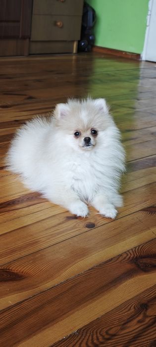 Szpic miniaturowy, pomeranian, suczki