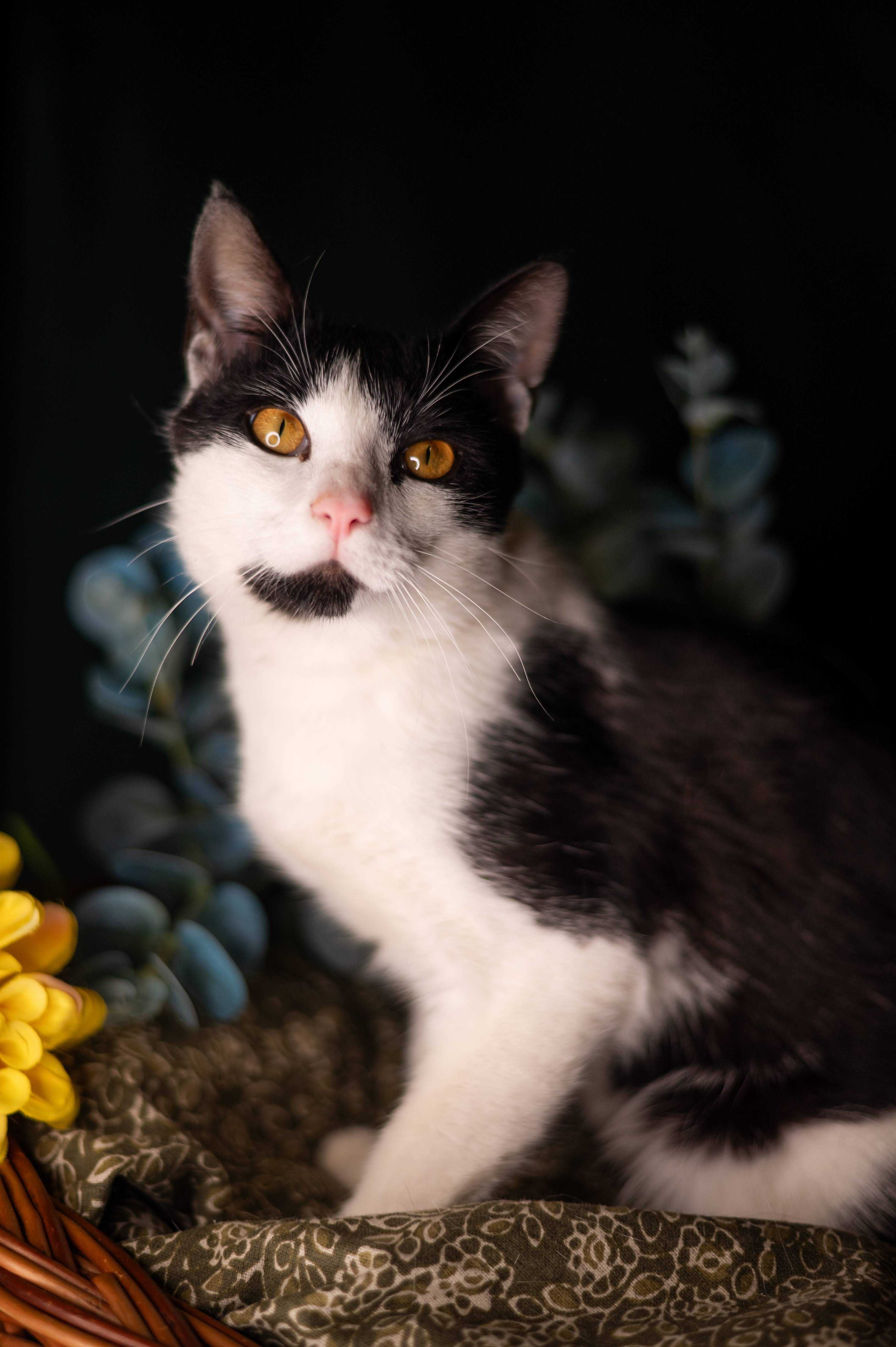 PICASSO kocur do adopcji