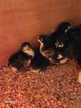 Kurczaki australorp i zielononozka