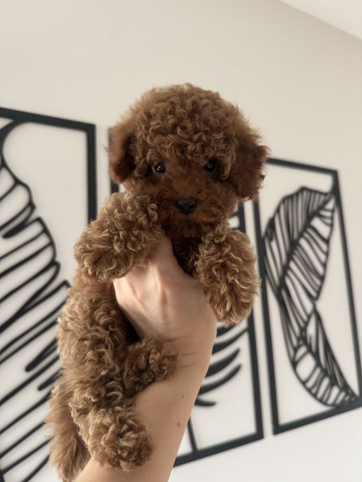 Міні хлопчик трй пудель