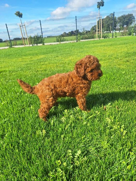 Pudel Miniaturowy Red