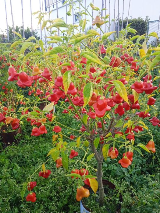 Vendo malaguetas muito picantes em forma de sinos, em vaso ou ao kilo