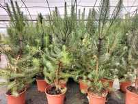 Pinheiro Manso (Pinus pinea)
