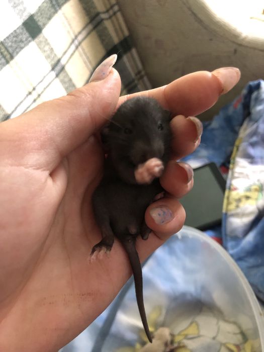 Криски в добрі руки