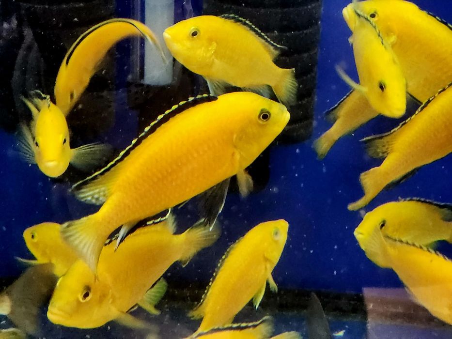 Pyszczak yellow  dorosle 10 cm